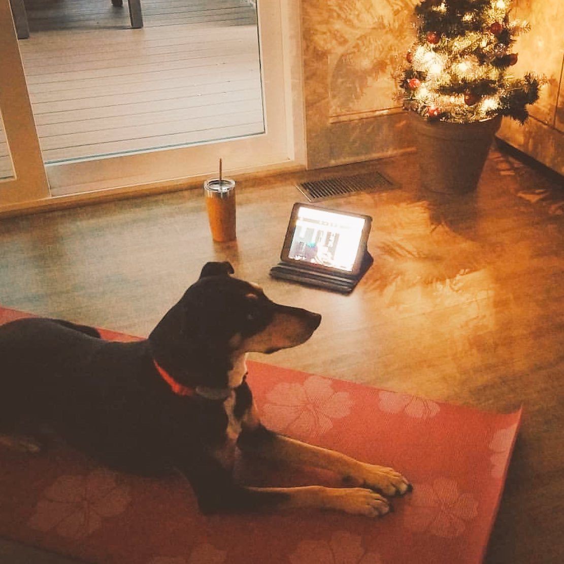 pliability_'s tweet photo. Ready to #ROMWOD. 🐶 #ROMdog https://t.co/ct4nhQHPbF