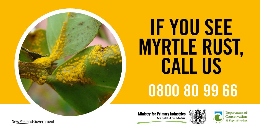 MPI_NZ's tweet photo. #MyrtleRust has been found in the Wellington region. Our lab confirmed infection in three ramarama plants in a Lower Hutt Valley garden late yesterday. More info 👉 https://t.co/9oexU3DRv0 https://t.co/6uYi4izyT0