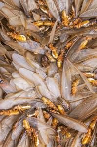 elliethetermite's tweet photo. Termite Thursday! They wait for no one, pick up the phone and call us now! (866) 787-6483 #ExxelTermite #termiteproblems #termitethursday https://t.co/WK923deoeV