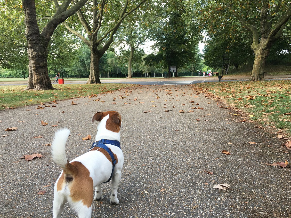_Alex_Iaco_'s tweet photo. It's a very big world for this little Jack Russell
_______________________________
#jackrussell #dogoftheday #cutepuppy #jackrussellmoments #cuteanimals #animalsmood #fabpets #cutestanimals #barkbox #animaladdicts #mydogiscutest #happydog #takemeout #adorable #park #nature https://t.co/7uc4JjK8Cr
