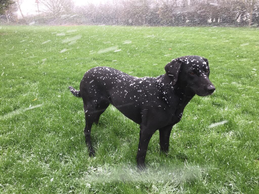 landscapecorner's tweet photo. Dog and snow combination #shesnotsure #looksbeautiful #feelscold https://t.co/qZfqoRgPsj
