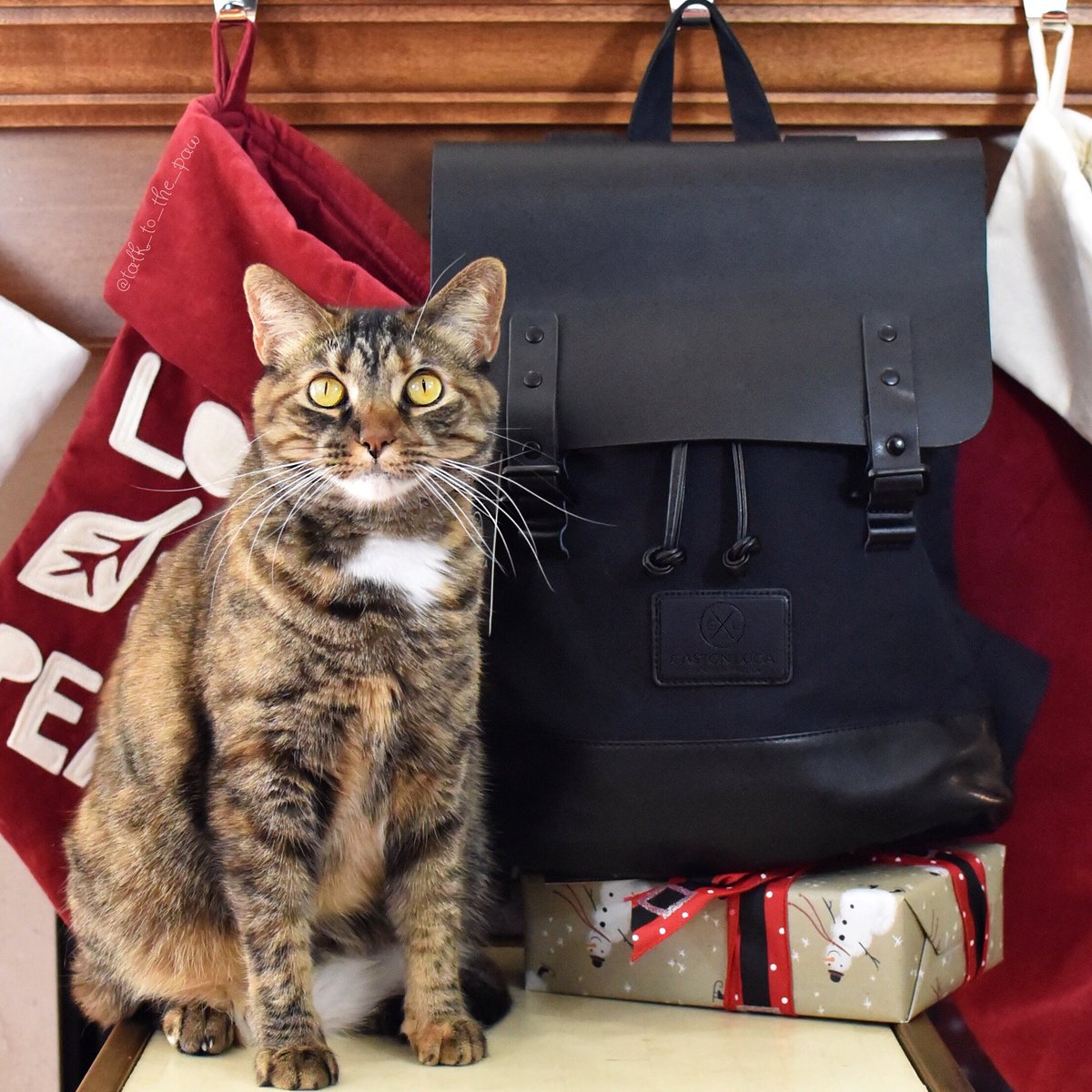 Talk_to_the_paw's tweet photo. We love the black Pråper  backpack @GastonLuga sent us!  With a padded laptop sleeves and fun style it’s perfect for laptop photo editing on the run!
Non-EU customers get a 20% off tax rebate + 15% off the remaining price with code “thunderpaw”! #glwashere
https://t.co/ufPpeWAEC0 https://t.co/bD1OS8mvSN