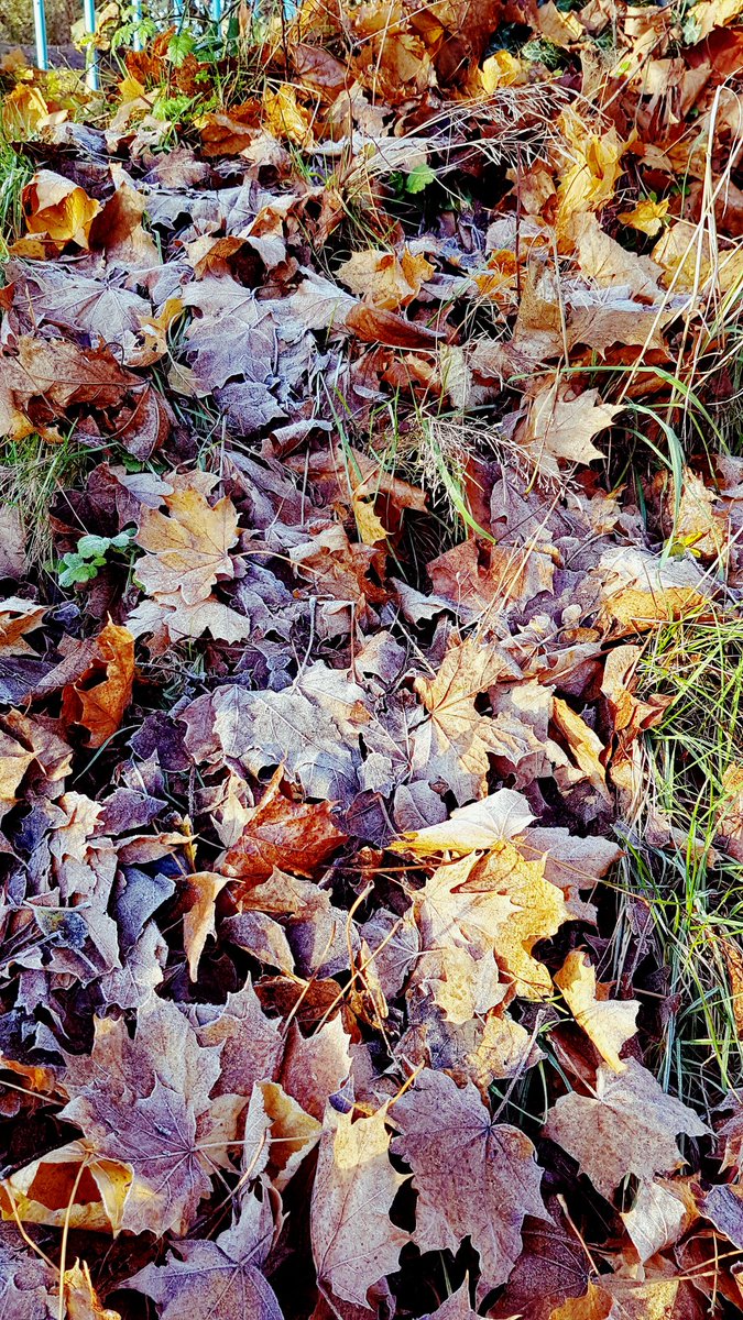 #Frost you beautiful slippery bastard #autumnfoliage