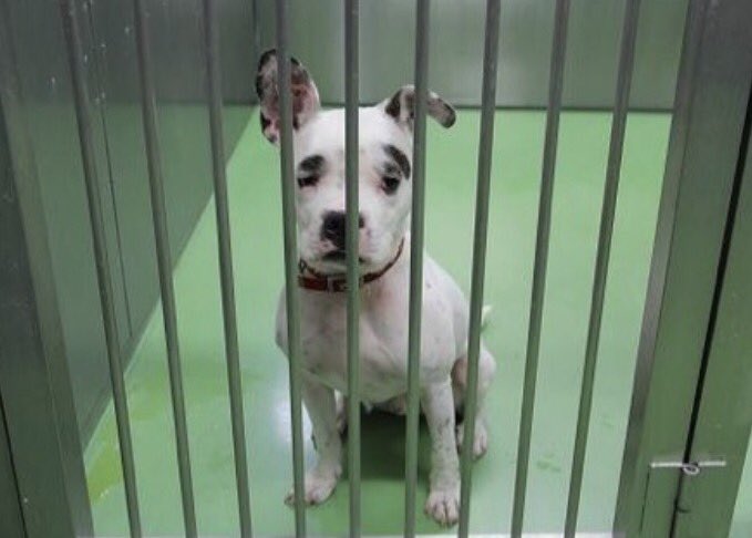 ポチタマの手 tweet media