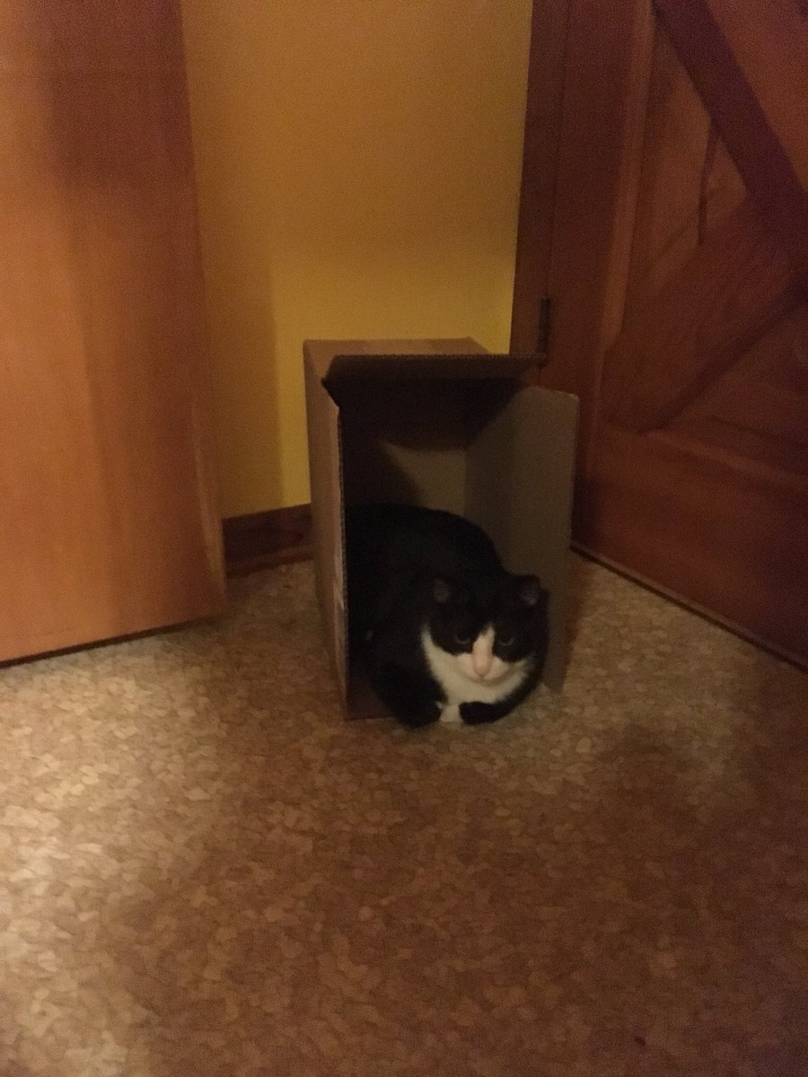 ShiroBadCat's tweet photo. Found a box! I live here now. https://t.co/FPJqXmJYlw