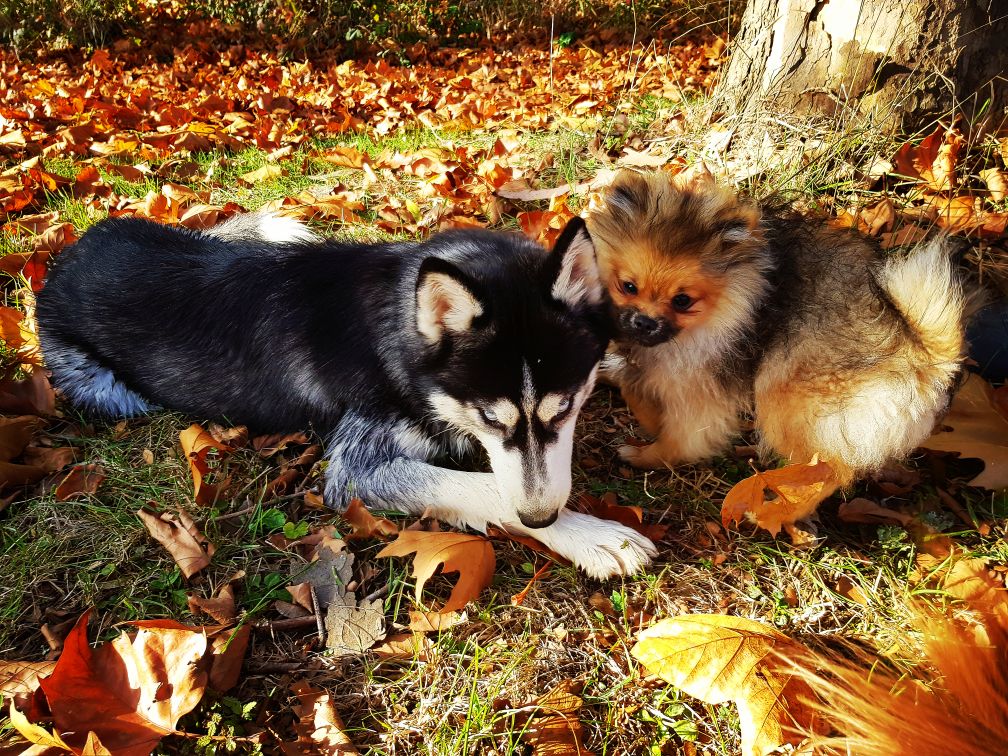 PomskyPassion's tweet photo. Wouahhh the future parents of lovely pomsky ❤
@elevagepomskypassion
#pomsky #pomskys #pomeranians #pomeranian #huskypuppies #husky https://t.co/SapDBW5mv0