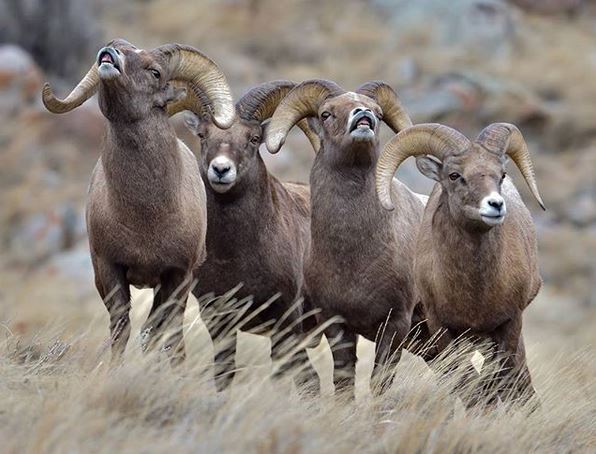 Eat breakfast with the bighorns this Sat Dec. 2, 8 -10 am as you take a tour to see the bighorn rut.  Registration required.  Nat'l Bighorn Sheep Center 307-455-3429.  A light breakfast provided. $10  donation suggested.  <a href="/WYPublicRadio/">Wyoming Public Radio</a> @wyomingtourism
