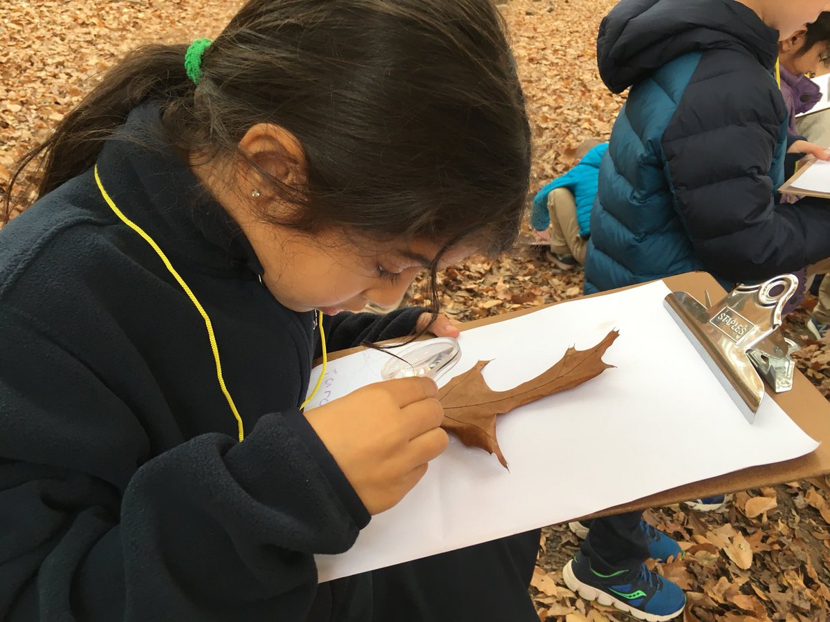 julabbie's tweet image. Close inspection of leaves to find air holes and veins #Trinitylearns