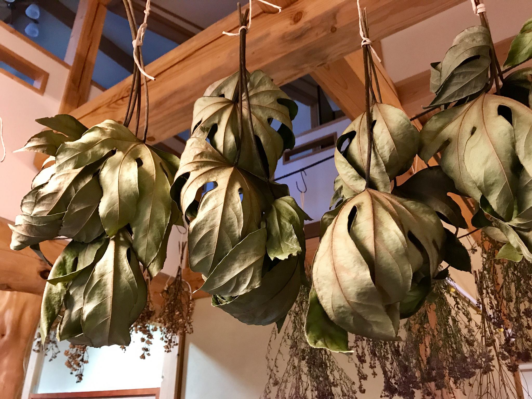 氷見あいやまガーデン A Twitter ドライフラワー専門店ぶらぶらより ハゼノキやヤツデの葉が乾きました 花の少ない時期になってきたため 花材の量が少なくなってきております 鮮やかな花材をお求めの方は ぜひお早めにお越しください T Co