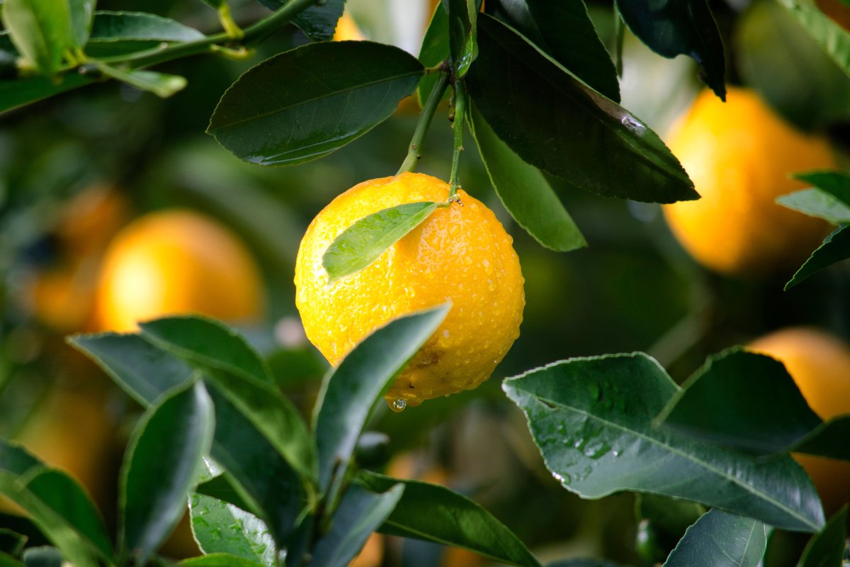 greenwaybiotec's tweet photo. Citrus fruit absolutely love our Dolomite Powder! This soil fertilizer adds the right balance of nutrients necessary for healthy citrus plant growth. 

Visit our website for more information! 

https://t.co/UuQGVABlxA

#dolomitepowder #greenwaybiotech https://t.co/wYTBxuOVXK