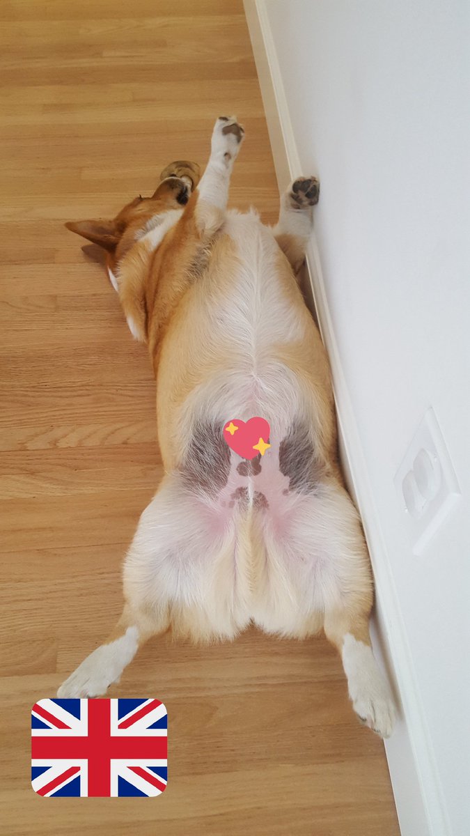 CHohng's tweet photo. Today's letter is 'H' for husky. HUSKYYYYY #husky #daddysboy #bigboned #noitsnotfat #youisjelly #imhavingsecondlunchsoon #whyamihungryagain #youandiboth #wehusky https://t.co/WFipTg2iPn