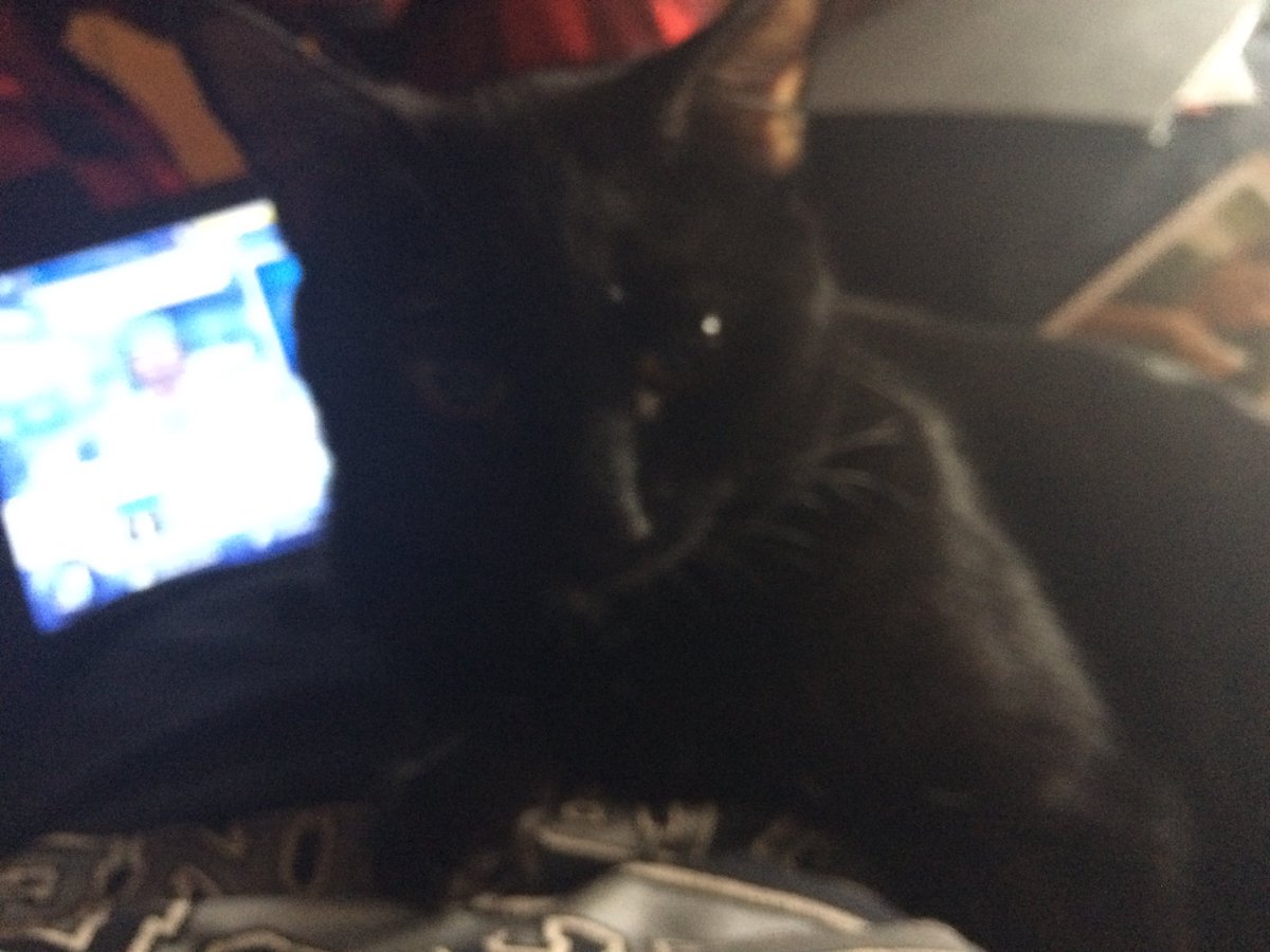 halincath's tweet image. Hahaha.. #HappyBlackCat day