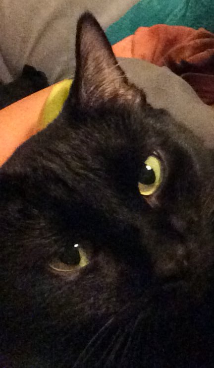 halincath's tweet image. Hahaha.. #HappyBlackCat day