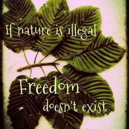 AdamMelton85's tweet photo. #keepkratomlegal #kratomsaveslives #iamkratom https://t.co/8v3TuNX7Lj