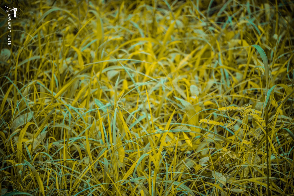 CphaseStudios's tweet photo. Clicking Hand :: @Anvaratjain 
Follow @CphaseStudios &amp; Explore a different photographic world

#YellowGrass #Osmclicks #AmazingPhotography #Nature #landscape #photography @500px @iStock @Shutterstock @str8photography @Photoshop @NatGeoPhotos @PhotoHistorian https://t.co/ZiYz5RdcSt