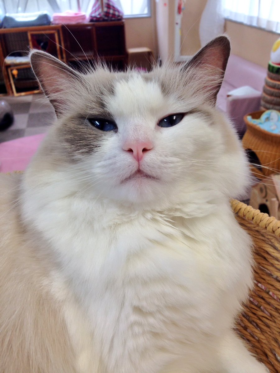 catcafenekorobi's tweet photo. 店長かがみん:さちこ「これは肉じゃなくて毛よ！！！」 #ねころび https://t.co/ZKYt7K2lmM