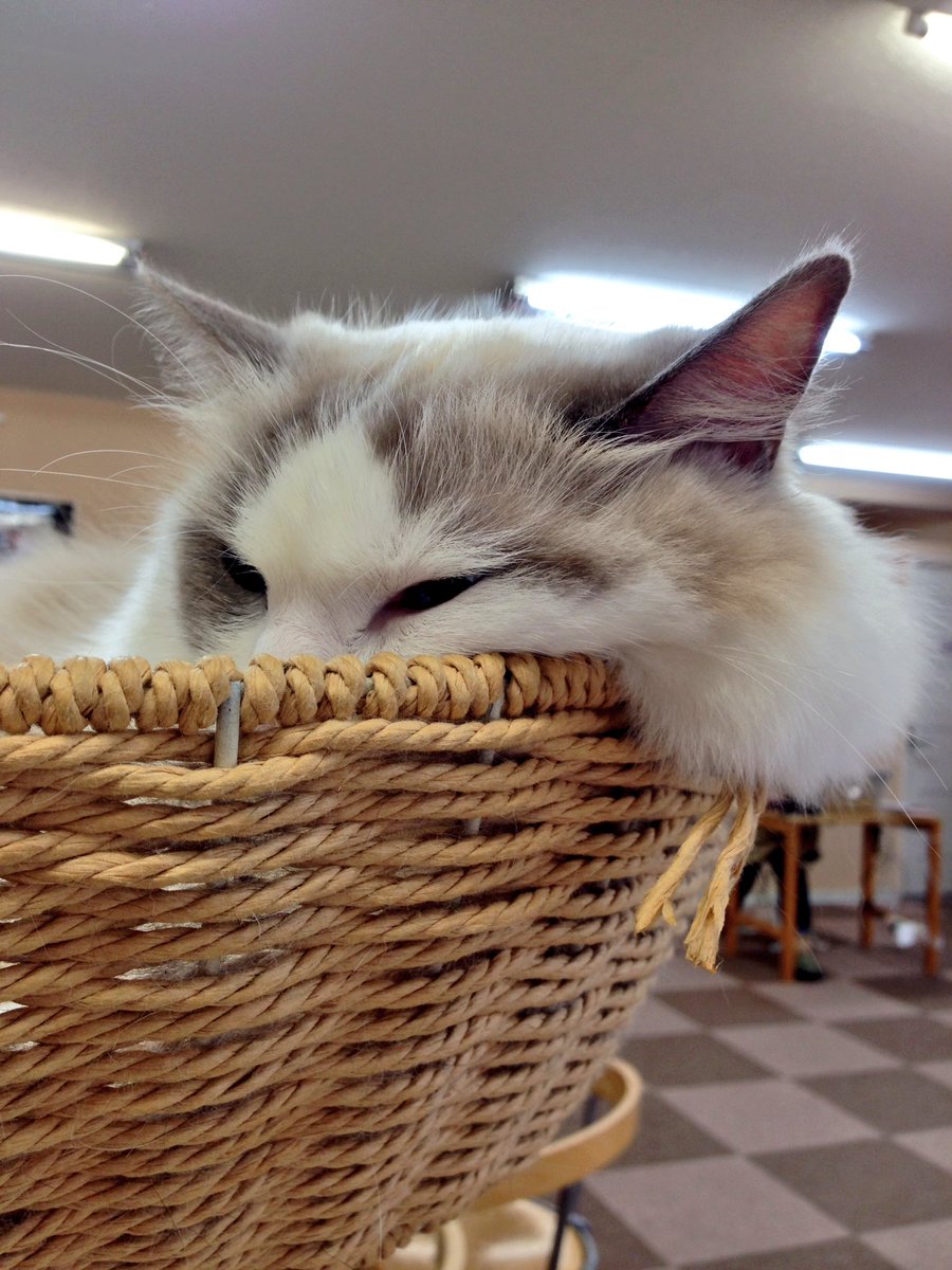 catcafenekorobi's tweet photo. 店長かがみん:さちこ「これは肉じゃなくて毛よ！！！」 #ねころび https://t.co/ZKYt7K2lmM