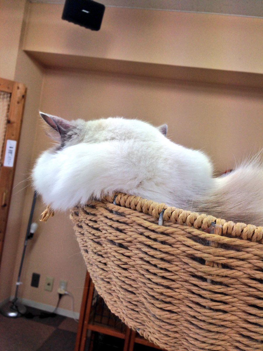 catcafenekorobi's tweet photo. 店長かがみん:さちこ「これは肉じゃなくて毛よ！！！」 #ねころび https://t.co/ZKYt7K2lmM