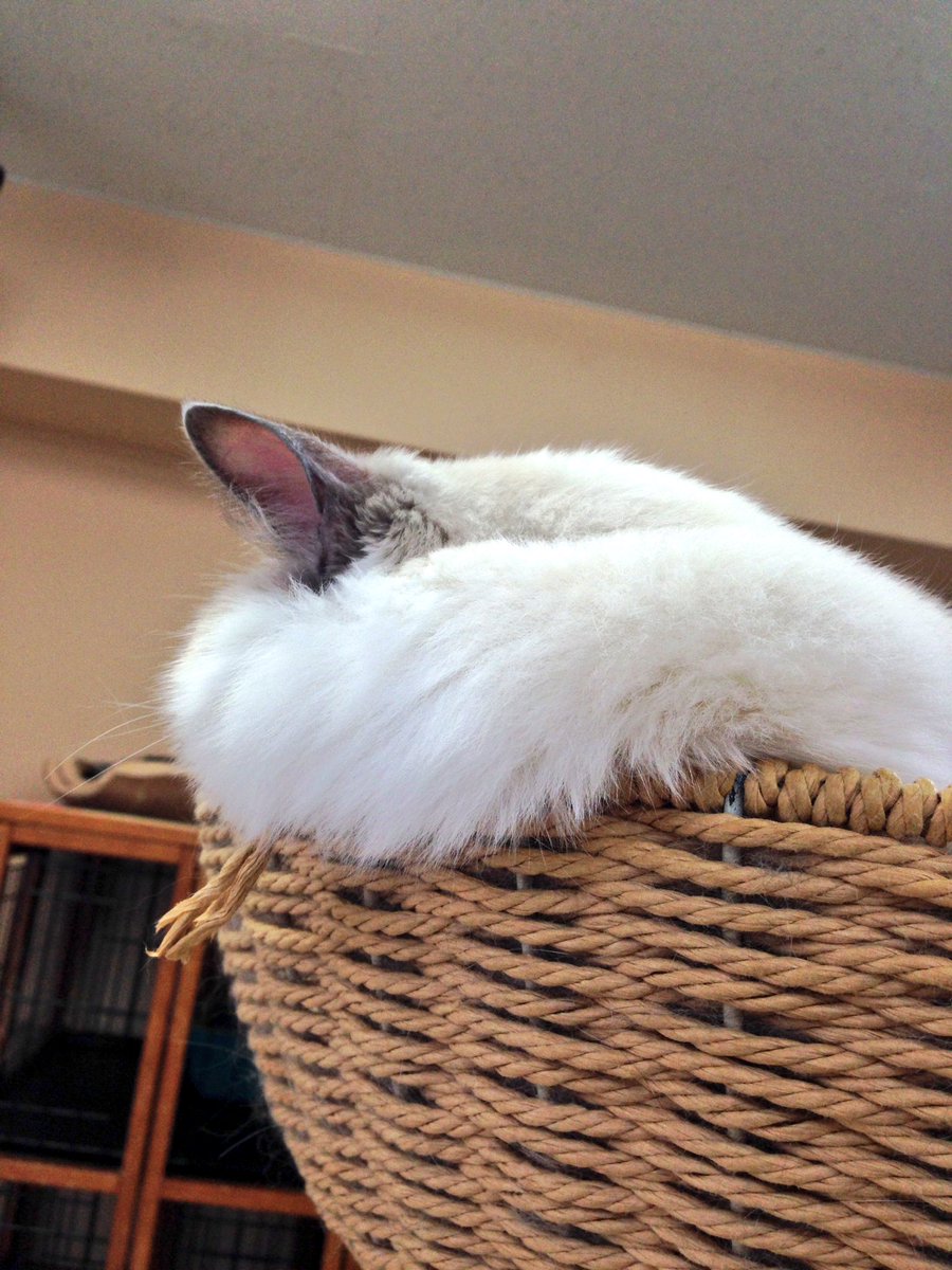 catcafenekorobi's tweet photo. 店長かがみん:さちこ「これは肉じゃなくて毛よ！！！」 #ねころび https://t.co/ZKYt7K2lmM