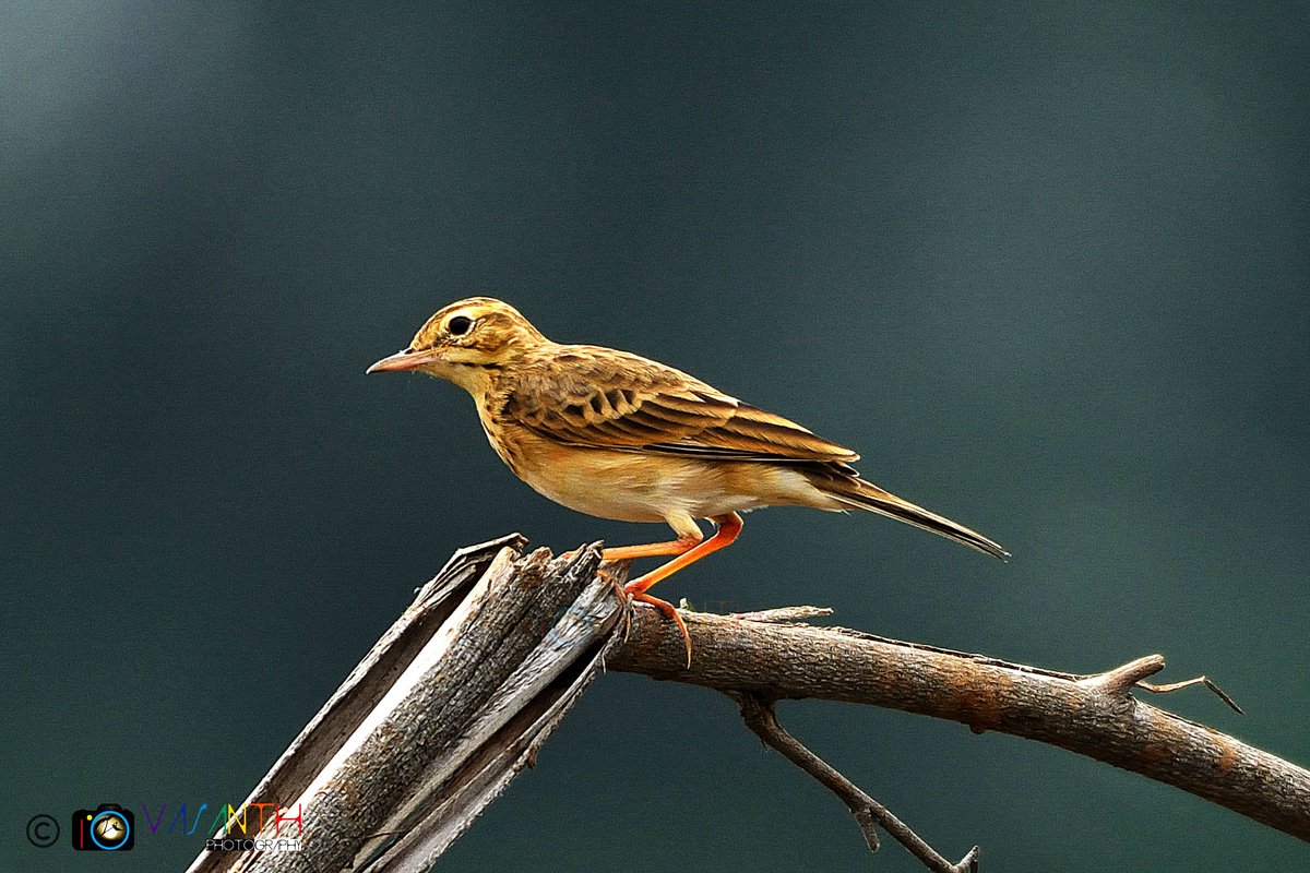 ivasan7h's tweet image. Contrast background 
#paddyfieldpipit #நெல்வயல்குருவி 
#naturephotography #nature
#Photography
#vasanthphotographer
#EarthCapture
@BBCEarth @SonyBBCEarth @bbctamil
@NatGeoPhotos @natgeowild @NatGeoMag
@NikonIndia @NikonUSA @NikonMEA
@birdcountindia @Team_eBird @500px @viewbug