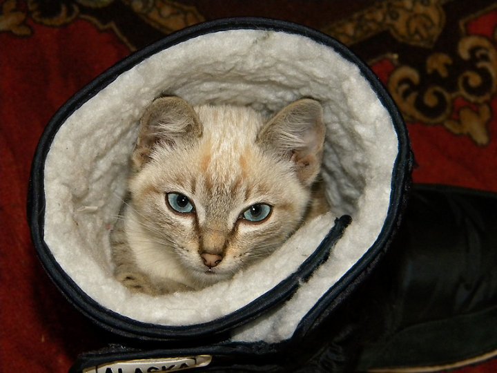 siberian_times's tweet photo. Hello to another winter from the Altai-based photographer Svetlana Kazina and her cats https://t.co/fgB4SMXBGw