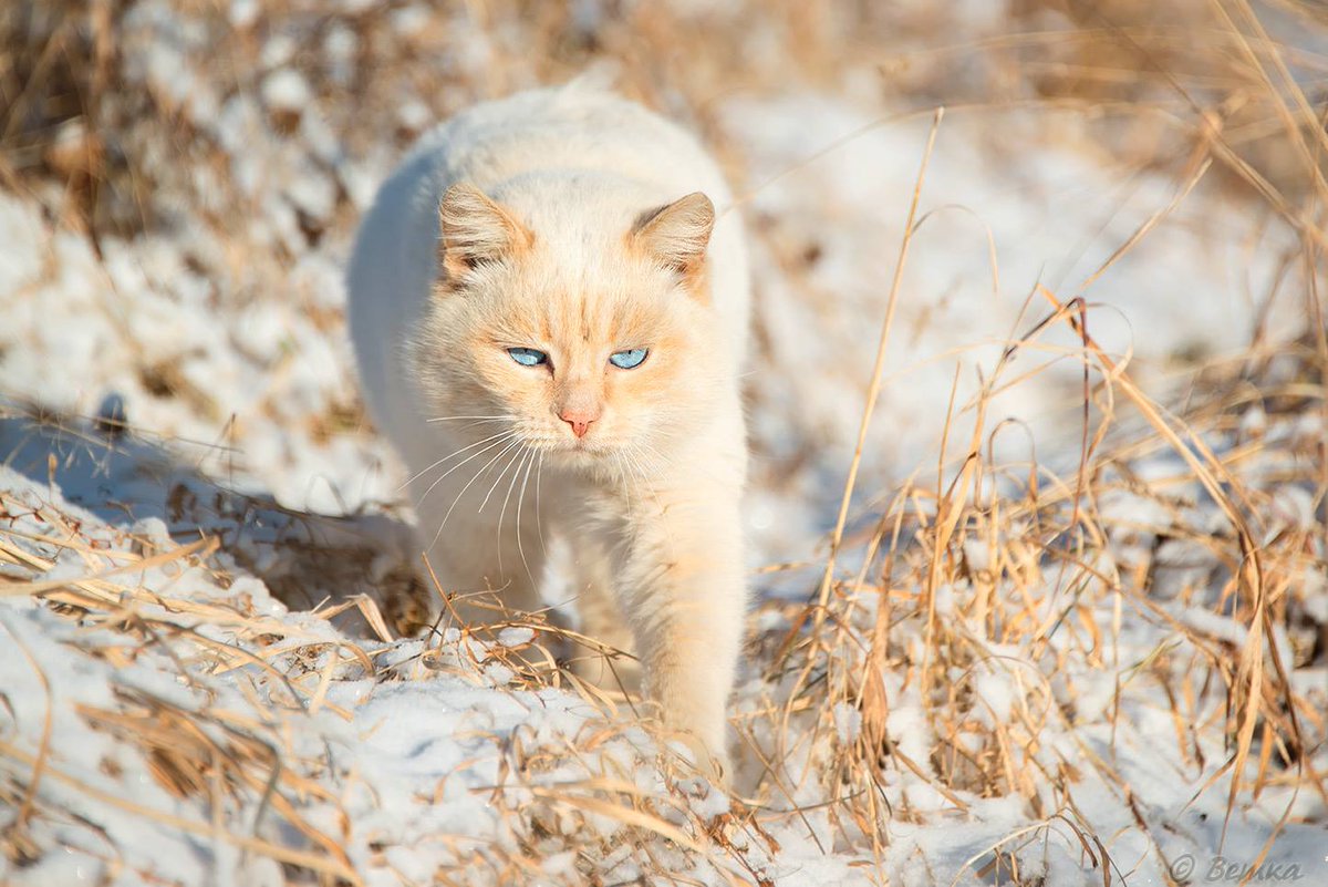 siberian_times's tweet photo. Hello to another winter from the Altai-based photographer Svetlana Kazina and her cats https://t.co/fgB4SMXBGw
