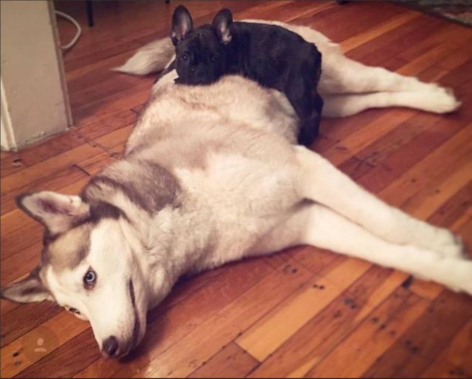 JessicaYoung582's tweet photo. When pup makes oldie his bed. 

#dog #Therapy #TheWagilyTail #cute #Puppies #DogLove #cutepuppy #puppylove #adorable #cutedog https://t.co/mdXTXkgfpu