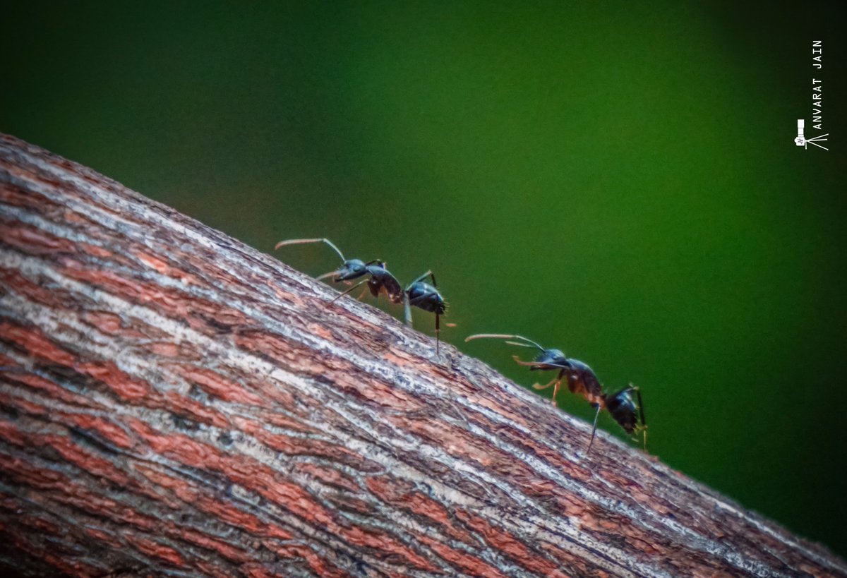 CphaseStudios's tweet photo. Stay Tuned With Us Guys .......
Snapped By :: @Anvaratjain 
Photography lovers are most welcome here☺️

#tiny_ants #small_world #photography @500px @instagram @str8photography @Photoshop @NatGeoPhotos @Shutterstock @iStock @Anvaratjain @CphaseStudios https://t.co/JpG6Wyl0j1