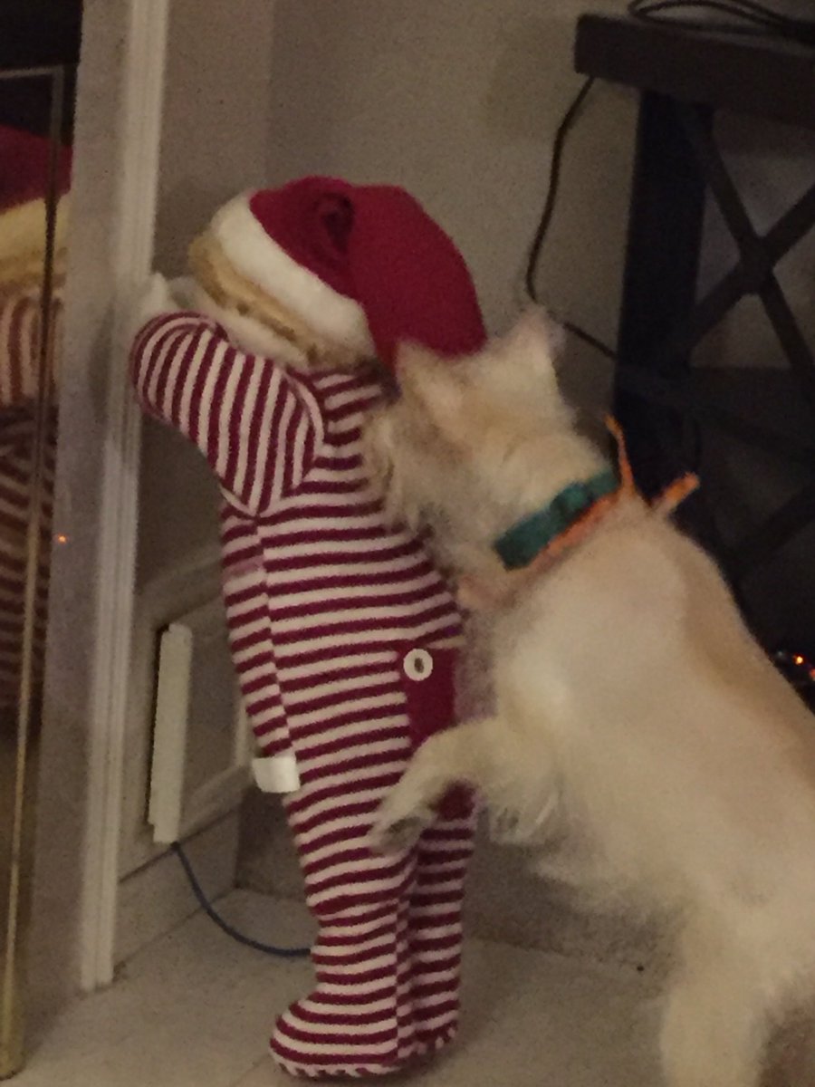sandidog_don's tweet photo. When your dog thinks the Christmas decoration is real https://t.co/iRazTXMWe5
