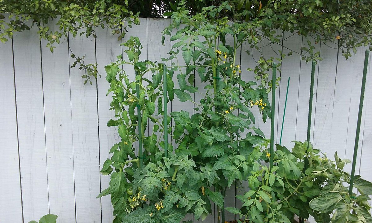 nitrosol's tweet photo. A keen tomato grower in NZ sent us this pic.  Their tomato plants are growing into the trees next door &amp; they use our Nitrosol #fertiliser #homegarden #nzgardens #export #MadeInNZ  Check out the height of the plants &amp; spot the tomatoes https://t.co/Qhlv1OAOcp