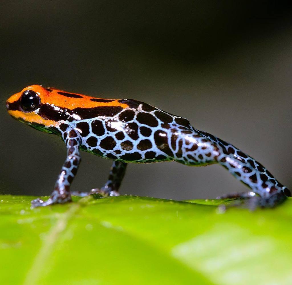 zapapics's tweet photo. Frog doing some pushups!!!one...two... Poison Dart-frog, marañon river. Amazon, Peru. #frogsofinstagram #macroworld #macro #froglove #frogs #dartfrogs #biology #amazon #amazonia #peruvianamazon #peruvianwildlife #peru #animals #amphibians  #naturephotogr… https://t.co/v09YKaGZNz https://t.co/QYbhEJfsRa