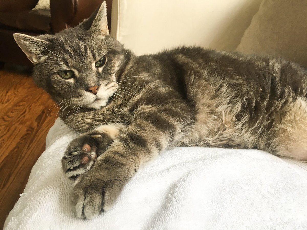 HandsomeTravis's tweet photo. Could use some pawsitve vibes as I enter into hospice my friends. ❤️❤️❤️ @BuffyScratches @jacknzoe @NancyCakeFace @artymeeps @WinstonTabby https://t.co/Sb7j4pCdwt