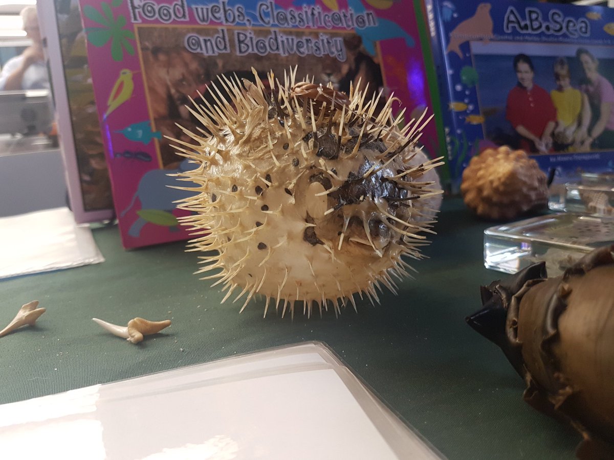 CSIROPublishing's tweet photo. Making friends with our neighbouring stands at #STAVCON. https://t.co/VFaBbIknM2