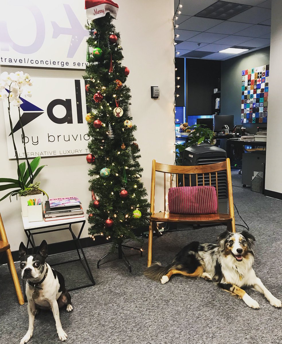 SuperMercadoJen's tweet photo. Office mascots are ready for Christmas! 🐶❤️🎄 #christmas #dogslife #christmasspirit #christmastree #dogsattheoffice https://t.co/m7BdwROmYx