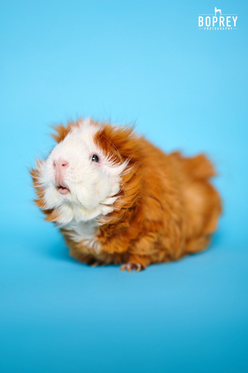 cwotd's tweet photo. Our precious little guinea pig Tico Christy went to the Rainbow Bridge tonight, we couldn't have asked for a friendlier pet, we love you so much little buddy & hope you're eating your way thru endless fields of lettuce right now RIP @KristinChristy https://t.co/ZgydeaIFNa