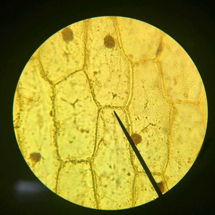 Everclyr's tweet photo. Fantastic plant cell image of an onion created by #sci10 @BrooksCompHS student. Outstanding job, super talented! https://t.co/cc9WqhX6Yu