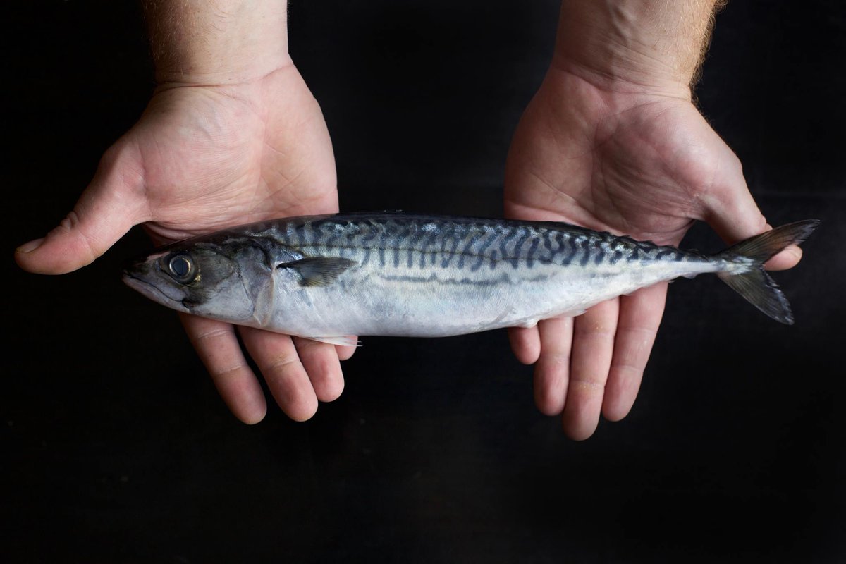 TERZO MPLS tweet media