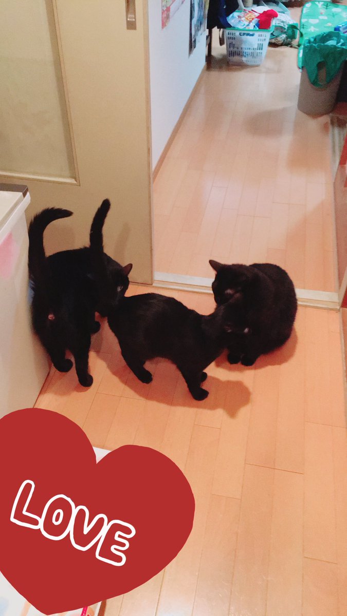 六月に道に落っこちてた黒猫ちくわ君は無事に去勢を終えカタキンからタマナシになりました。最近は猫団子を作ってるけどみんな黒くてお前は誰だ?状態。ロスタイムライフを楽しんでるなぁ