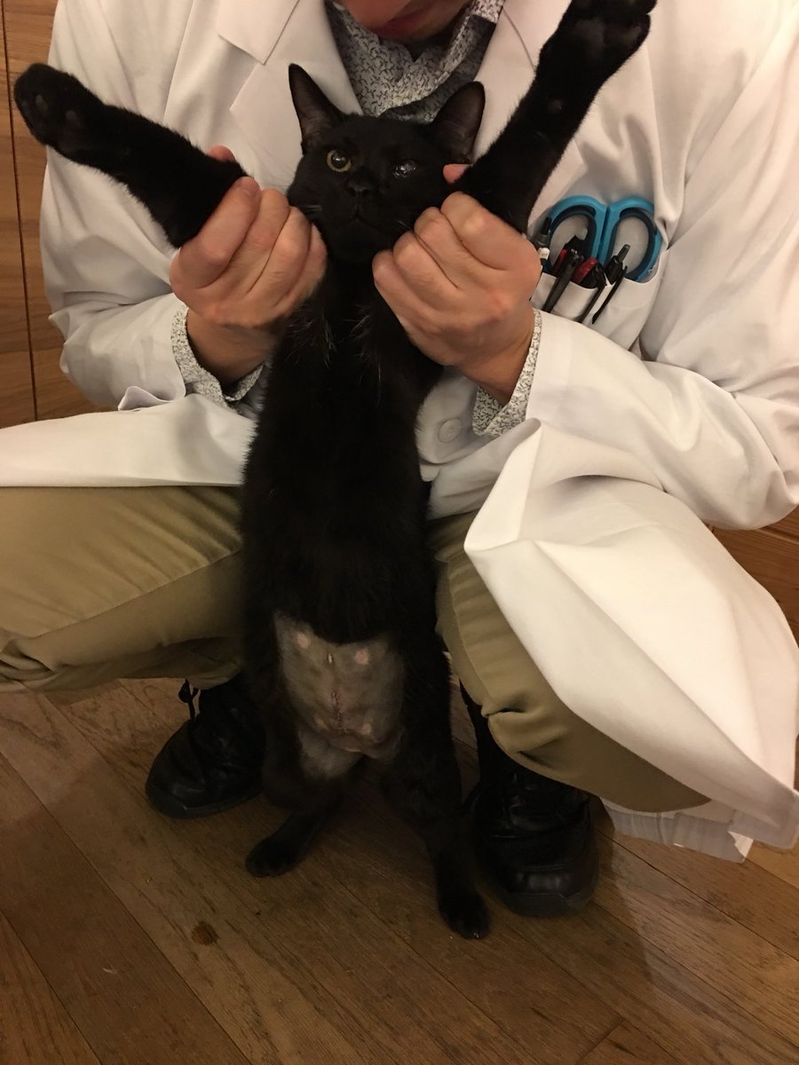 六月に道に落っこちてた黒猫ちくわ君は無事に去勢を終えカタキンからタマナシになりました。最近は猫団子を作ってるけどみんな黒くてお前は誰だ?状態。ロスタイムライフを楽しんでるなぁ
