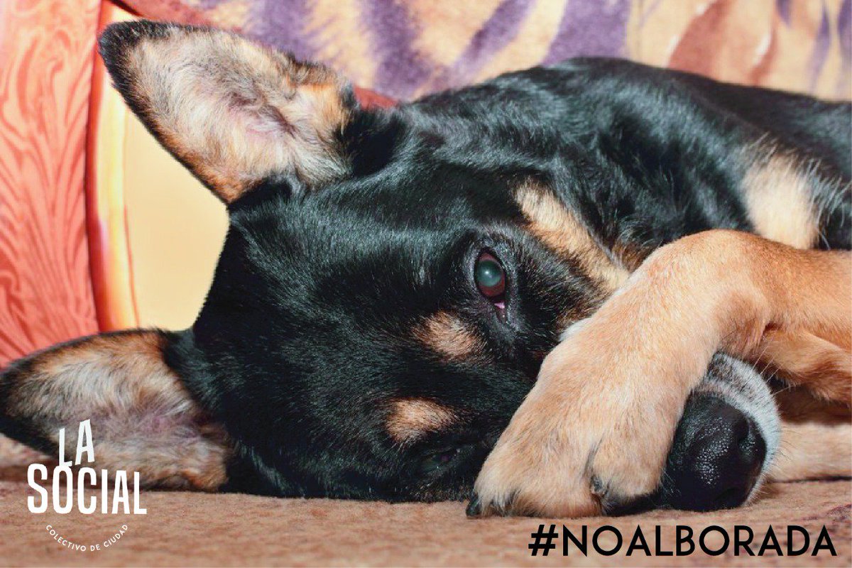 LaSocialCC's tweet photo. Recuerda que la alborada con pólvora es un peligro para las personas, el medio ambiente y los animales. No a la pólvora, no al daño al aire ni el maltrato de animales. #NoAlborada #NoALaAlborada https://t.co/KoZ2yk5TeR