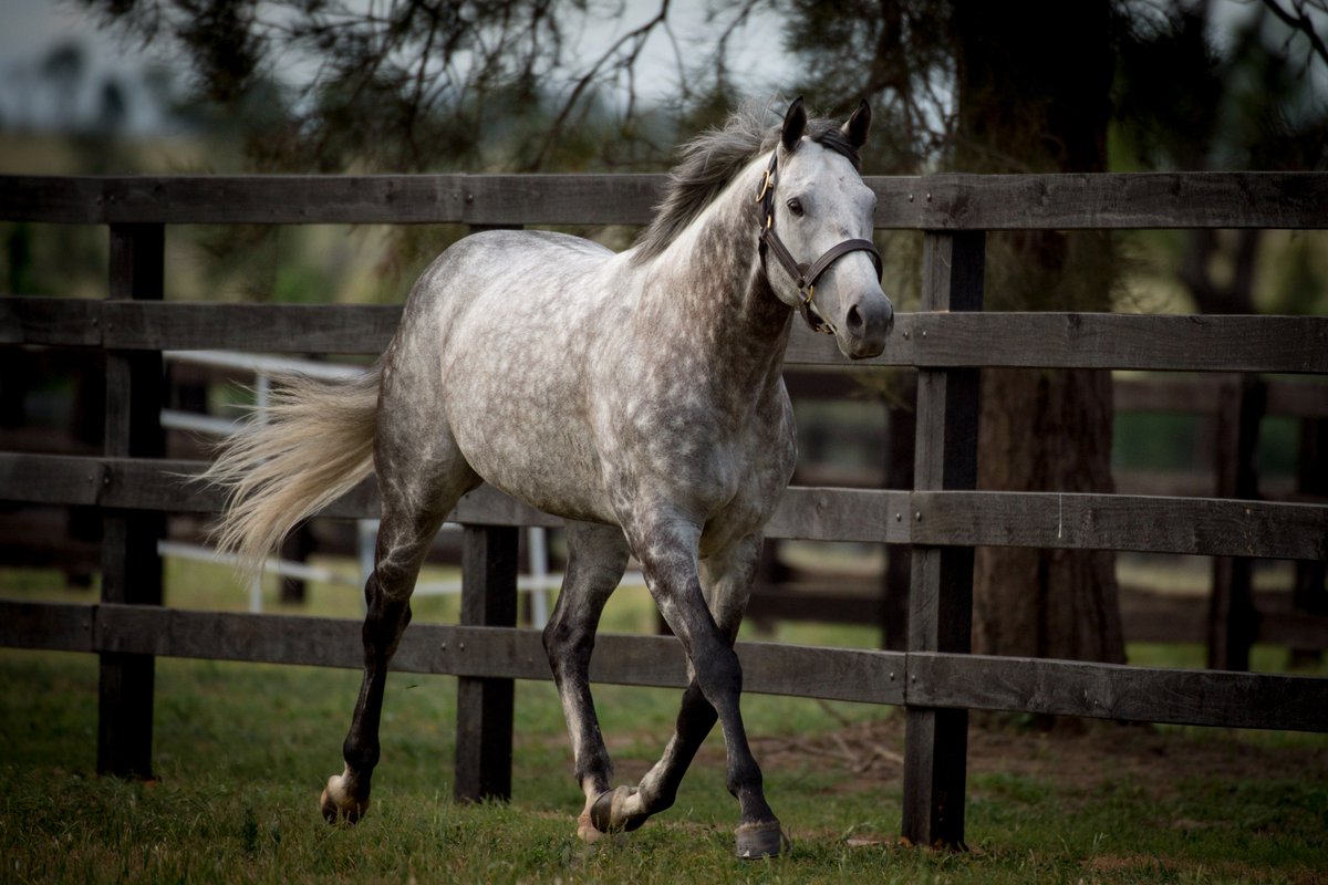 NewgateFarm's tweet photo. 2YO The Unknown Factor could easily change his name to The Known Factor after becoming The Factor's first Australian🇦🇺 winner from his first southern hemisphere crop🏇! #ItsPossible https://t.co/DIN3yfvyj7