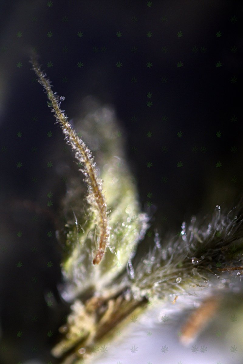 schwagged's tweet photo. twitty twotty twat
frumped along the trashy way
tit for that say they

#andstill #marijuana #cannabis #macrophotography #Panoramas #OnAMission to #freemyweed #mymedz #yourlies https://t.co/NSI9MPUmUt