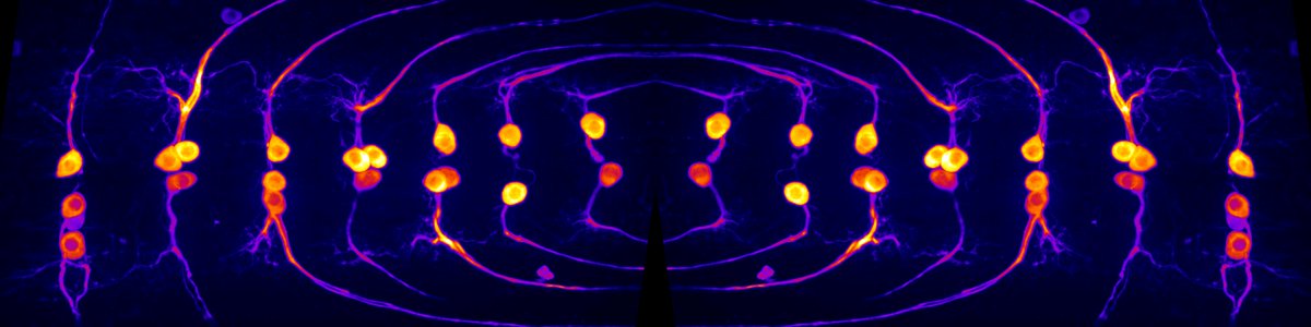 grassfoundation's tweet photo. Weekend Resolution: Apply for a #Research #Fellowship in #Neuroscience! https://t.co/257FcikeMO  #MBL #SFN https://t.co/iMVA7ezDG3
Thanks Nathan Harris #GF2017 for the pic! https://t.co/vz9pU8oxcQ