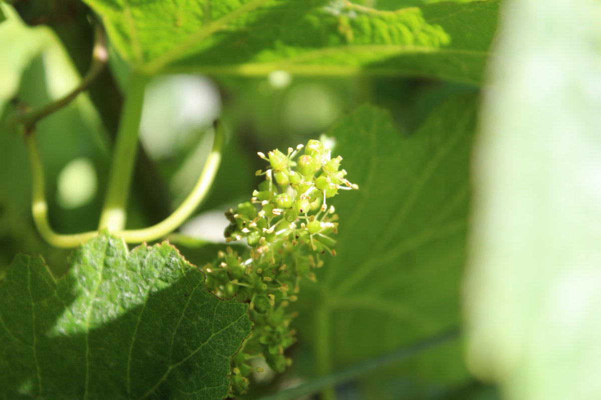 Today is the first day of #summer and this is how our vineyard looks like this morning! #flowering #pinotnoir #sauvignonblanc <a href="/winemarlborough/">Marlborough Wine</a> <a href="/nzwine/">New Zealand Wine</a> <a href="/onlymarlborough/">Only Marlborough</a> #marlborough