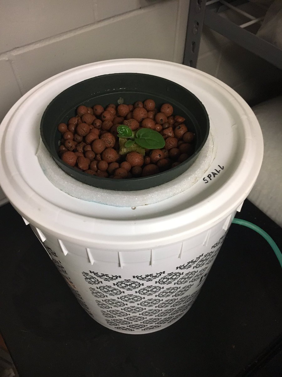 lhbaileyhydro's tweet photo. @HTGSupply throwback to the OG DWC system I used for the sixth grade science fair 👏🏻👏🏻 https://t.co/g3fJRZ9WbF