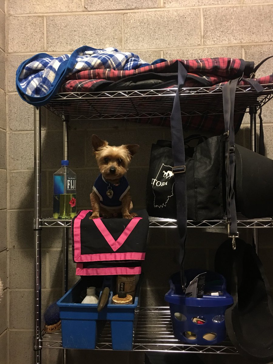 gogurlracing's tweet photo. Who needs a elf when you have Elvis on a shelf? #30DaysofHoliyays #elf #Horseracing https://t.co/ct2h2isNFJ