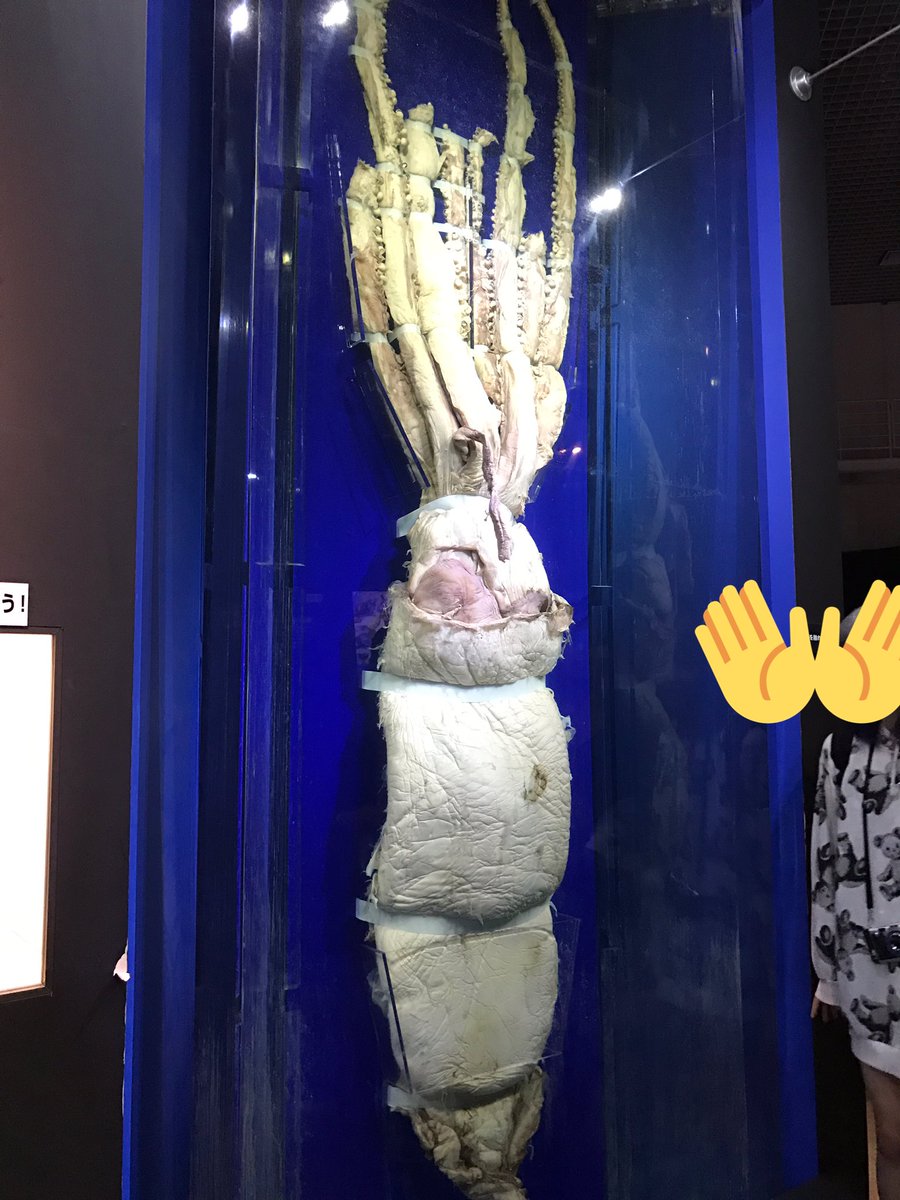 Isochka アブラボウズ グソク大きさ比べ ヨコエビ大きさ比べ ダイオウイカ標本 ボウズってつく深海魚は基本でかい 雑 ダイダラボッチとかいう素敵な名前のやつは超深海にいるヨコエビ エビとは違う仲間 ダイオウイカと人 写真の人はたまたま写っ