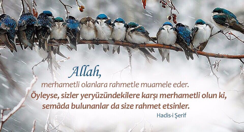 mehmetozhaseki tweet picture