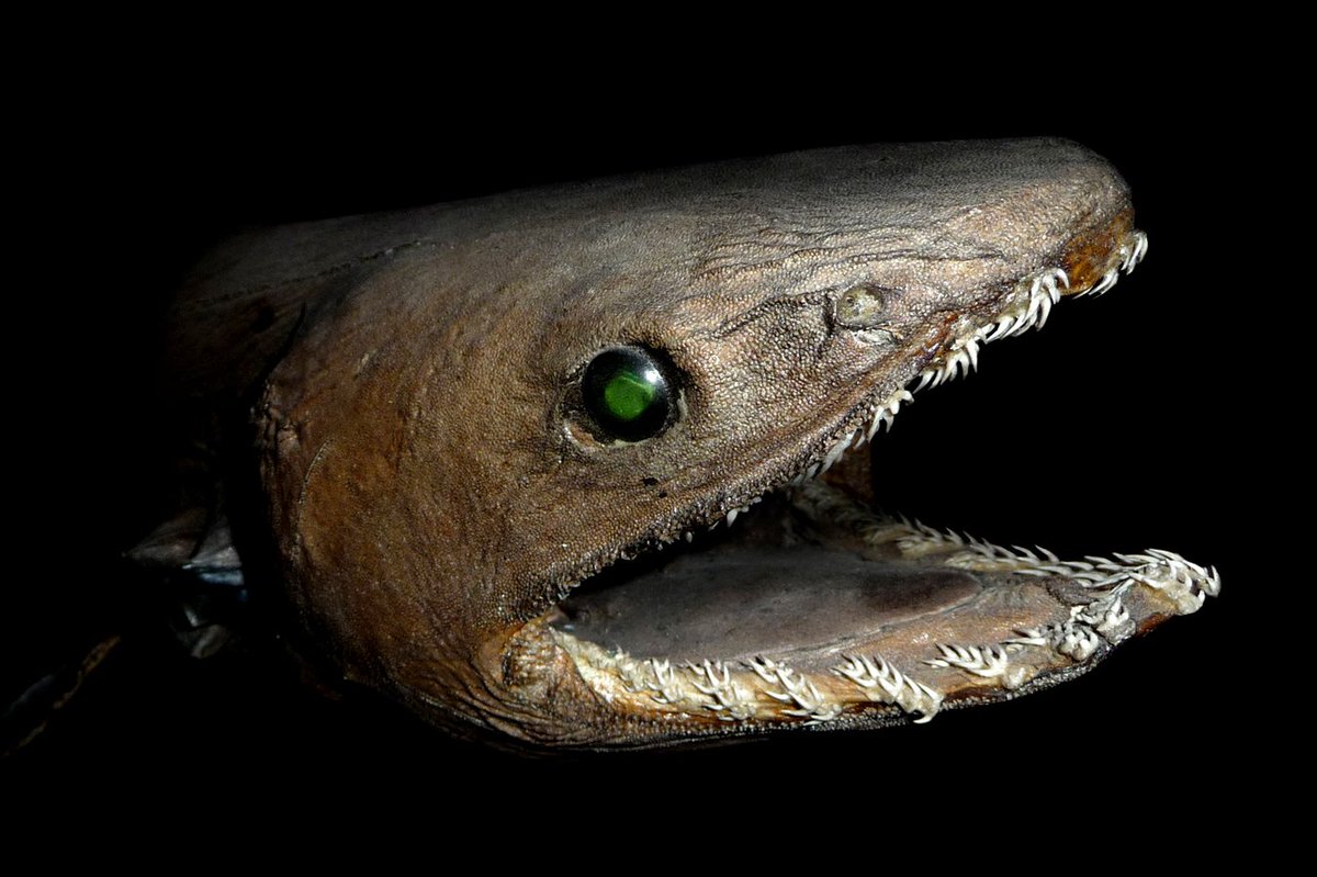MVFishes's tweet photo. @rob_zugaro @melbournemuseum @NO_ZU_BEAT And ... we'll have these gorgeous #SHARKS ON SHOW! https://t.co/i7qXLjQ1eu