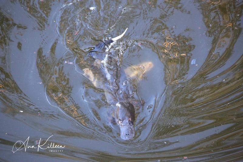 Sighting of the Week: #Platypus v #Rakali. Battle of the aquatic mammals. Who will win?
platypusspot.org/view-sightings…
#amazingencounter #wildife